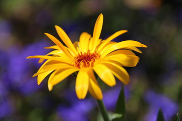 yellow gerbera