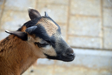 Fototapeta premium Ziegenlamm
