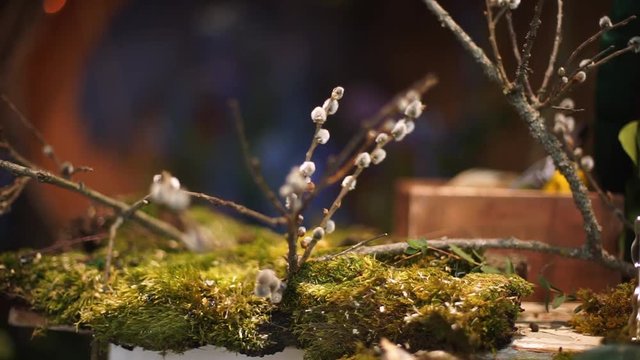 Pussy-willow looks out of the moss.