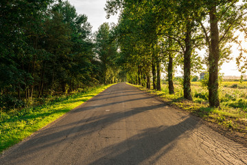 Asphalted rural road without road marking, tall trees grow on the roadside
