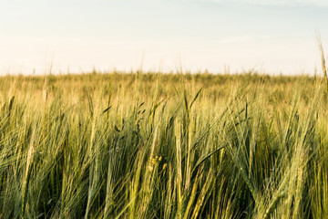 Naklejka premium Detail of barley field. Young barley plants in the field. Blurred background.