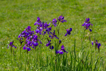 Violet iris flowers in a botanical garden