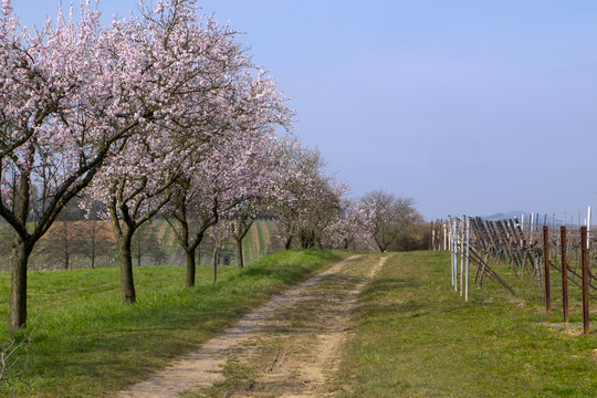 Mandelbaumblüte(Prunus dulcis)