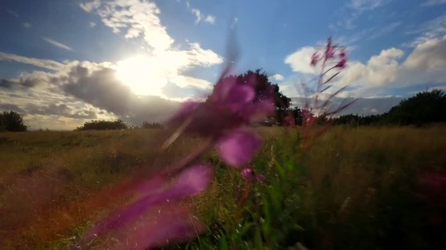 Walking through bright pink flowers on a beautiful summer day.
