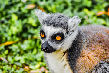 un regard de lémurien