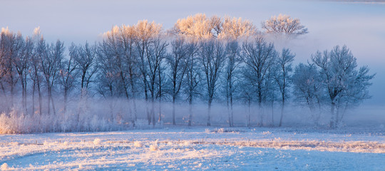 Hoarfrost covered trees in early morning light