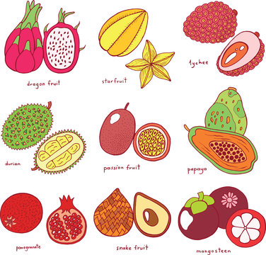 Colorful hand drawn set with tropical exotic fruits. Vector grap