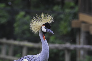 Fototapeta premium Black Crowned Crane