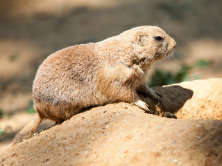 Prairie dog rodent on a dry dusty ground. USA, North America.