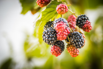 blackberries ripening and mature in a garden