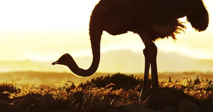Scenic ostrich on coast at sunset, slow motion