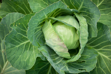 Fototapeta premium Top view on organic Cabbage. Fresh Green Head of Cabbage in the garden. Healthy eating.