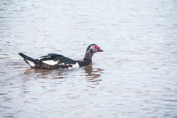 Duck swimming