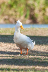 Duck in the grass