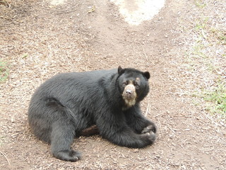 Ours au Parc de la Tête d'Or LYON