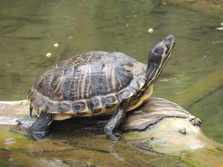 Tortue de Floride au Parc de la Tête d'Or LYON