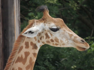 Girafe au Parc de la Tête d'Or LYON