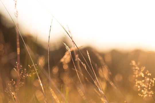 Golden sunlit grass at dusk