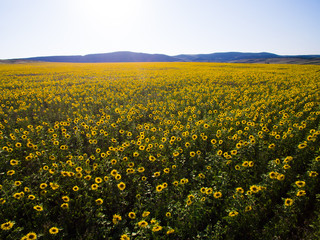 field of sunflower. Aerial view