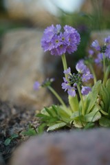 Fototapeta premium Beautiful Primrose.