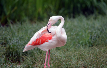 Flamingo