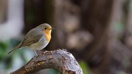Rotkehlchen