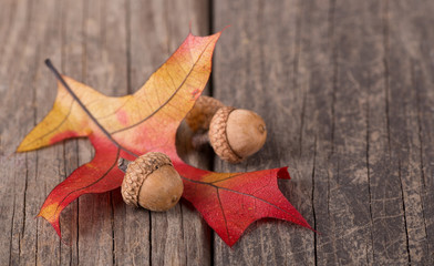 Colorful Oak Leaf and Acorns on a Weathered Wooden Surface