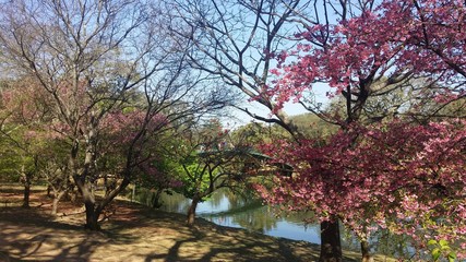 Ibirapuera en automne (juillet)