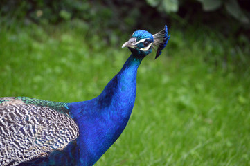 Fototapeta premium Blauer Pfau