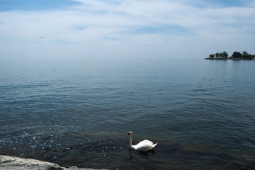 Cisne vista al lago 