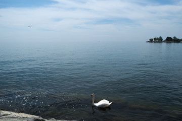 Fototapeta premium Cisne vista al lago 
