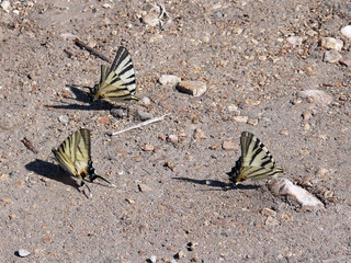 Scarce Swallowtail butterflies on the ground, close-up