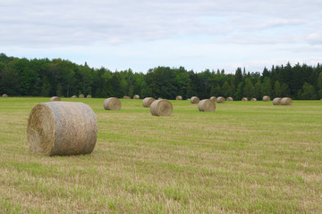 circle hay bale in field farm agriculture rural landscape meadow straw