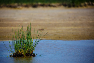 Grass island on a Baltic seaside