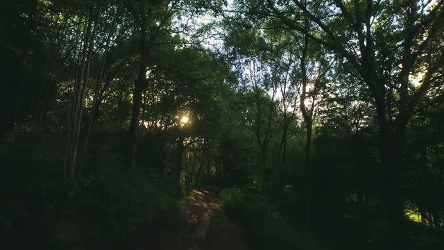 Exploring a forest, fast moving shot past trees onto gorgeous sunshine lit undergrowth and canopy.