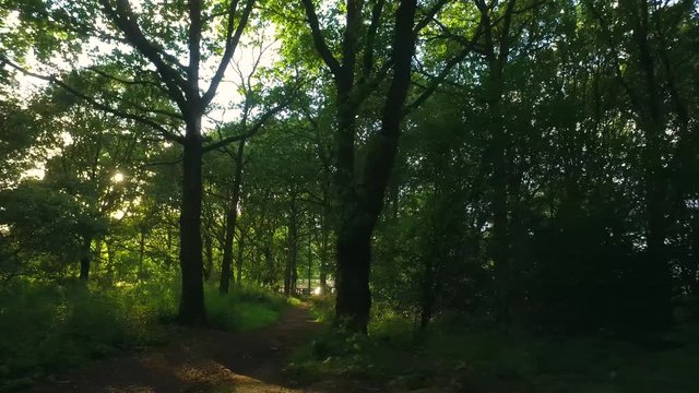 Steadycam shot exploring a forest at dawn.