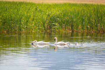 Family of Swan Swimming in the Water.