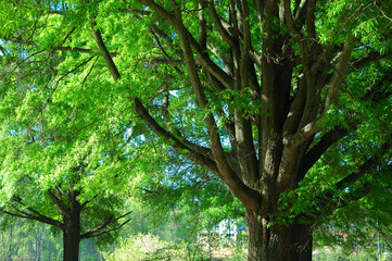 Fototapeta na wymiar tree trunk and green tree branches in urban area