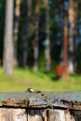 Dragonfly on the edge of the bench on the background of trees