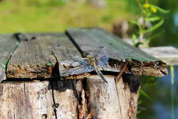 Dragonfly sits on wooden boards on the background of trees