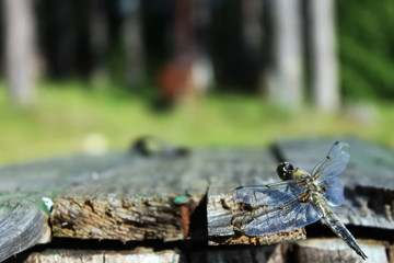 The dragonfly sits on the boards on the grass background