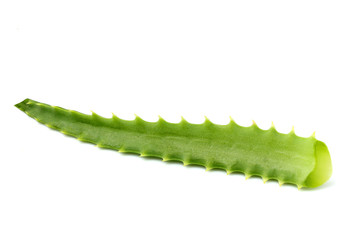 Fresh aloe vera leaves isolated.