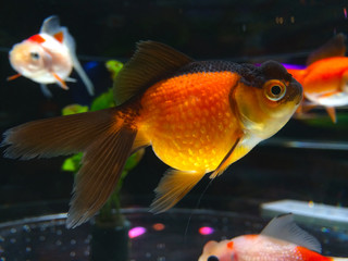 金魚