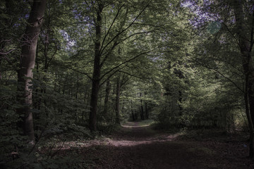 dunkler Waldweg