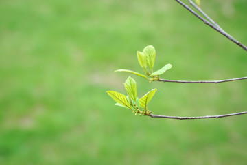 new growing green leaf in spring
