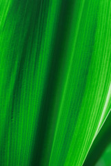 green leaf texture