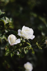 Obraz na płótnie Canvas The White Rose