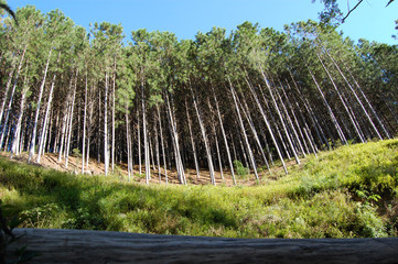 Planta&ccedil;&atilde;o de pinus eliotis