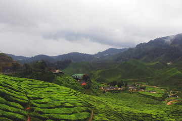 The processing factory normally build at the center of tea farm.