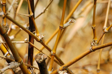 Fototapeta premium Galhos de bambu